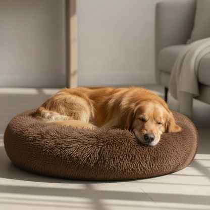 Golden Retriever Sleeping on Espresso Bed - Sunlight and Armchair