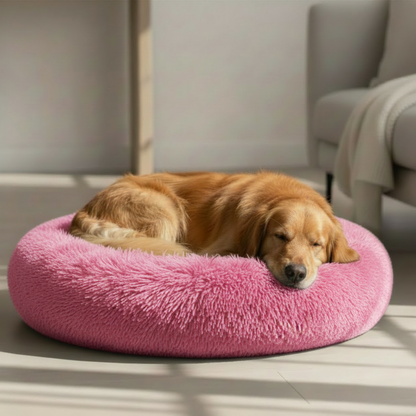 Golden Retriever Sleeping on Pink Donut Bed - Sunlight and Armchair